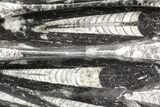 Polished Orthoceras (Cephalopod) Plate - #74316-1